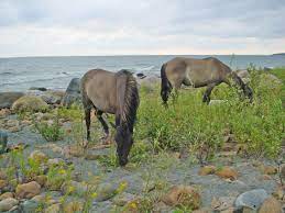 Sorraia Mustang Horses